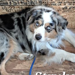 Stryker - Miniature Australian Shepherd