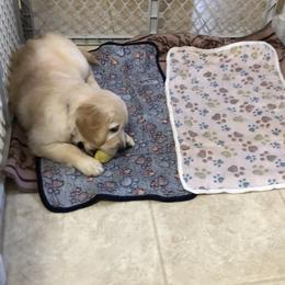 Arlo (blue collar) - Golden male Golden Retriever puppy in Webster City, Iowa from Whispering Pines Precious Puppies