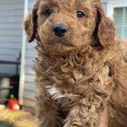 Goldendoodle Puppies from DeBerrys Doodles
