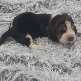 Hot Pink Collar - Black brown and white female Basset Hound puppy in Snow Camp, North Carolina from V's Southern Angels