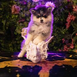 Andarna - Tri-color female Pomsky puppy in Sumter, South Carolina from Emerald Skies Pomskies