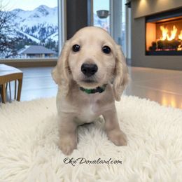 Shawn - Cream male Dachshund puppy in Oklahoma City, Oklahoma from OkieDoxieland Dachshunds