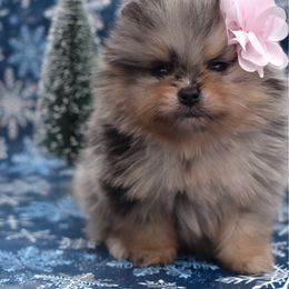 Pumpkin - Blue merle female Pomeranian puppy in Westminster, Colorado from VanityPom’s