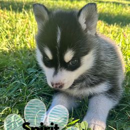 Sky - Tri-color female Pomsky puppy in Redding, California from Spirit Pomskies