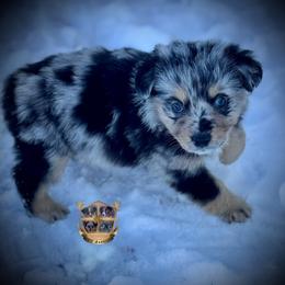 Alabama - Blue merle female Australian Shepherd puppy in El Dorado Springs, Missouri from HP Aussie Kennels