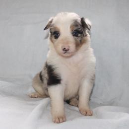 Una - Blue merle female Border Collie puppy in Cedartown, Georgia from Ferguson Border Collies