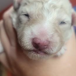 Boy 1 - White Mudi puppy in Bolingbrook, Illinois from Szomorú Füz Mudi Kennel/Weeping Willow Mudi Kennel