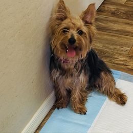 Missy - Black and gold female Yorkshire Terrier puppy in San Tan Valley, Arizona from Great Mates