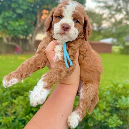 Rigatoni - Red  male Goldendoodle puppy in Miami, Florida from Jade’s Paws & Co. Of Miami LLC