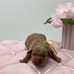 Yellow - Yellow female Labrador Retriever puppy in Heath Springs, South Carolina from Rich Hill Retrievers