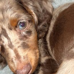 Dachshunds and Pomeranians from Gracie Lail