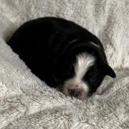 Boy 5 black tri - Black tri male Miniature Australian Shepherd puppy in Taunton, Massachusetts from Checkered Flag Champions Mini Aussies