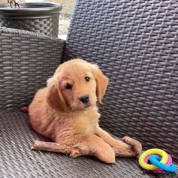 Golden Retriever Puppies from Sydney’s Goldens