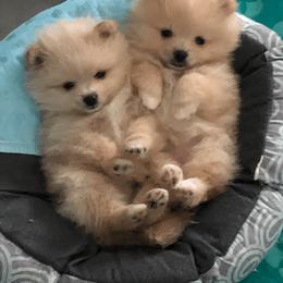 Pomeranian Puppies from Yates Pomeranians