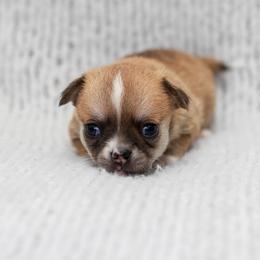 Muse - Blue fawn male Chihuahua puppy in Portland, Oregon from PNW Toy Breeds