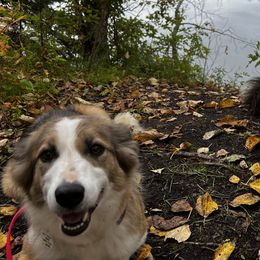 Alaskan Huskies, Border Collies, Chinooks, and Teddy Roosevelt Terriers from Fun On The Run Kennel