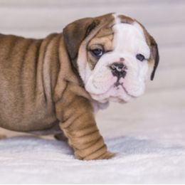 Bulldogs from Maxim Standard Bulldogs