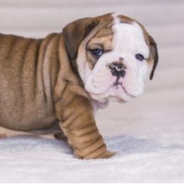 Bulldogs from Maxim Standard Bulldogs