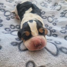 Ernest - Black brown and white male Basset Hound puppy in Lumberton, Mississippi from Freeman's Floppy Eared Bassets