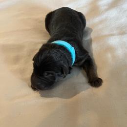 Boy 4-L blue - Black and tan male German Shepherd puppy in Sharon Grove, Kentucky from Julie’s Shepherds