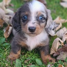 Dachshund Puppies from Ivy Willow Dachshunds