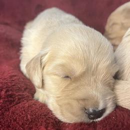 Biscuit - Golden male Golden Retriever puppy in Blackfoot, Idaho from Ivy’s Goldens