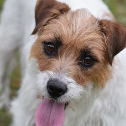 Huckleberry - Russell Terrier