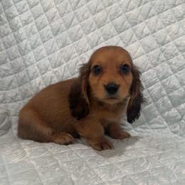 Sable  male - Sable male Dachshund puppy in Galax, Virginia from Dells  Dachshund’s