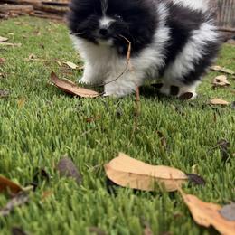 Pepper - White female Pomeranian puppy in San Antonio, Texas from San Antonio Pomeranian
