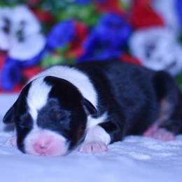 Girl 4 - Black tri-color female Australian Shepherd puppy in Easton, Missouri from MMA Kennel