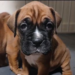 Boxers from Barney Boxers