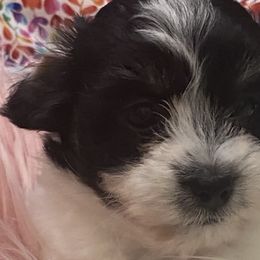 Cotons de Tulear from Dynasty Cotons of Florida