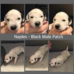 Naples - White and black male Dalmatian puppy in Lakewood, Colorado from Hapi-Dal Dalmatians and Primetime Whippets