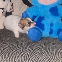 Female 1 - Cream sable parti female Pomeranian puppy in Buckeye, Arizona from BL Poms Heaven