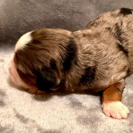 Girl 5 - Blue merle female Bernedoodle puppy in Vacaville, California from Starlight Goldendoodles