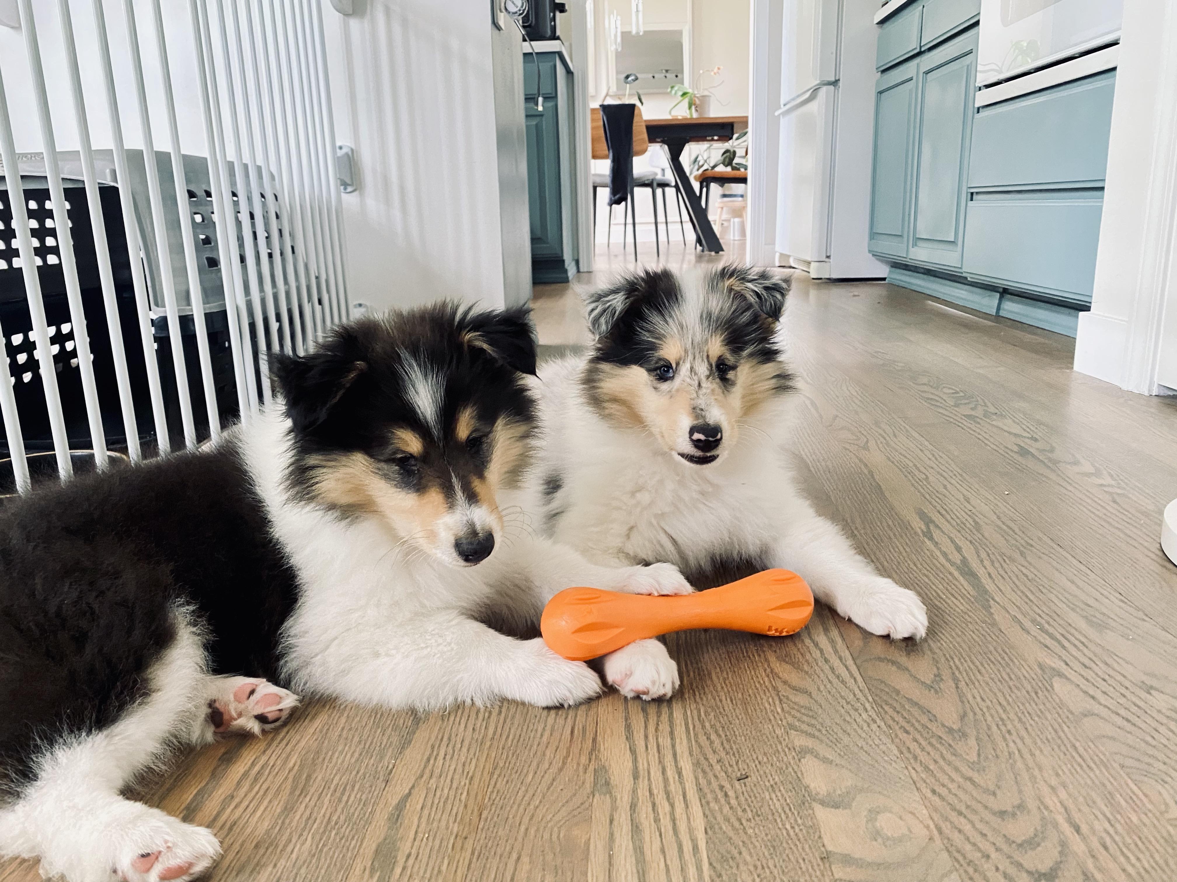 Cadie's Collies in Utah Collie puppies Good Dog