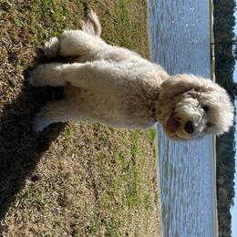 Zoey - Goldendoodle