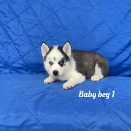 Baby boy 1 - Black and white male Siberian Husky puppy in Ocala, Florida from Florida Husky Puppies