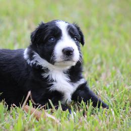 Cam - Black female Border Collie puppy in Tylertown, Mississippi from Cool Meadow Farms