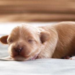 Miss Light Pink Collar - Cream female Maltipoo puppy in Springtown, Texas from North Texas Puppies