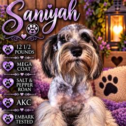 Saniyah - Miniature Schnauzer
