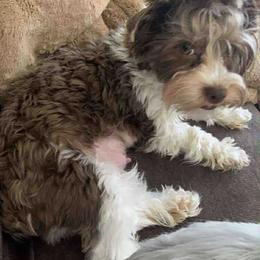 Sadie - Yorkshire Terrier