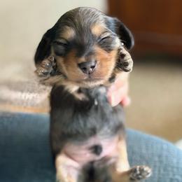 AKC Ch Sired Shaded Cream Male - Cream male Dachshund puppy in Medina, Ohio from STORIED DOXIES