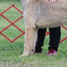 Irish Wolfhounds from Hounds of Ravenhill