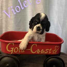 Girl 4 , fuschia collar - Blue roan female Cocker Spaniel puppy in Boca Raton, Florida from Gold-Coast Cockers