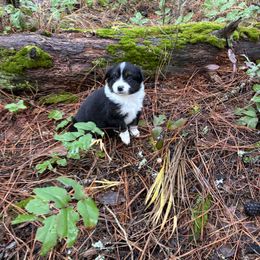 Mocha - Black tri male Miniature Australian Shepherd puppy in Priest River, Washington from Offgrid Aussies