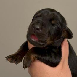 Tilly - Black and rust female Doberman Pinscher puppy in Newberg, Oregon from De Mata Dobermann Kennel