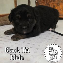 Vern - Black tri male Toy Australian Shepherd puppy in Jaroso, Colorado from Heaven Sent Aussies