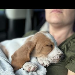 Basset Hound Puppies from Breeze Basset Hounds