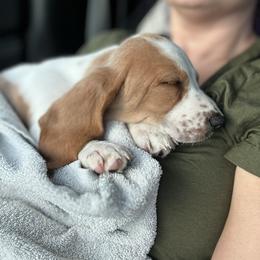 Basset Hound Puppies from Breeze Basset Hounds